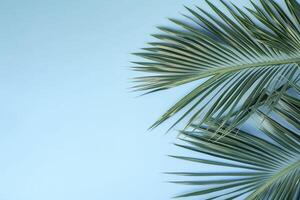 Banner with palm leaves. Copy space, top view, summer background. . photo