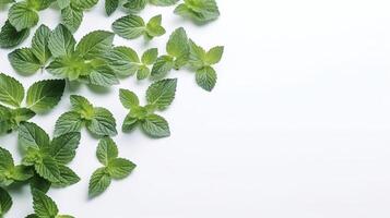 Banner with mint. Copy space, top view, summer background. . photo