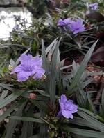 purple flower in the garden with green leaf photo