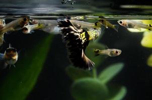 Underwater view of fishes photo