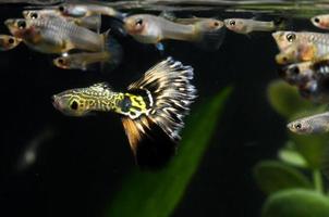 Underwater view of fishes photo