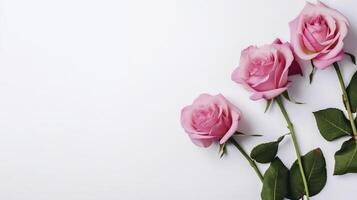 Banner with pink roses. Copy space, background. . photo