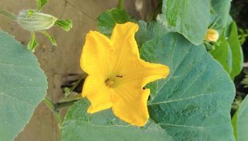 A yellow pumpkin flowers with a leaf that has a ant on it photo
