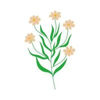 Chamomile flowers. Twig with several flowers daisy. Vector