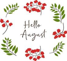 Hello August background with rowan branches. Vector illustration. Colorful. Red and green. Nature