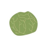 blanco repollo verde vegetal vector comida ilustración