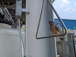 Little bird perch on the handle, singing and take some water. The photo is suitable to use for animal wild life background, spring poster and nature content media.