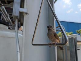 Little bird perch on the handle, singing and take some water. The photo is suitable to use for animal wild life background, spring poster and nature content media.