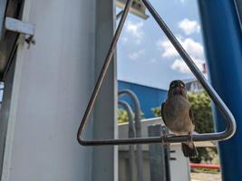 Little bird perch on the handle, singing and take some water. The photo is suitable to use for animal wild life background, spring poster and nature content media.