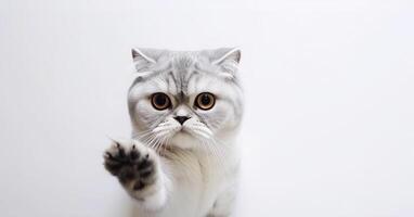 Scottish fold cat. . photo