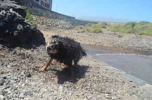 A wet dog photo