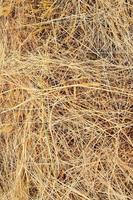 Yellow dry hay photo