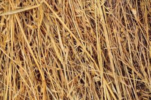Yellow dry hay photo