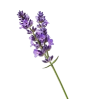 Lavender flower isolated. png