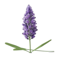 lavendel- blomma isolerat. png