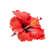 hibiskus blomma isolerat. png