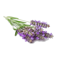 Lavender flower isolated. png