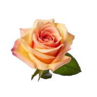Rosa flor aislado. png