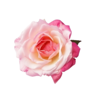 Rose Blume isoliert. png