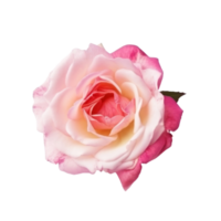 Rose flower isolated. png