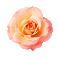 Rose flower isolated. png