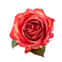 rosa flor isolado. png