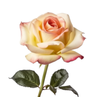 Rose flower isolated. png