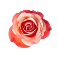 Rose flower isolated. png