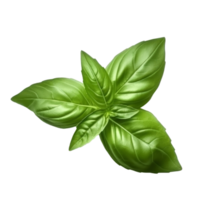 Basil leaf isolated. png