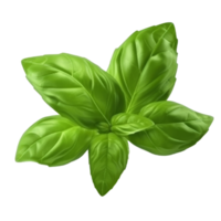 Basil leaf isolated. png