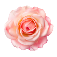 rosa flor isolado. png