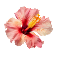 Hibiscus flower isolated. png