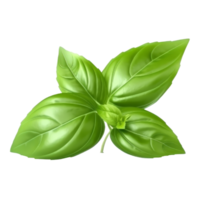 Basil leaf isolated. png
