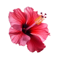 Hibiscus flower isolated. png