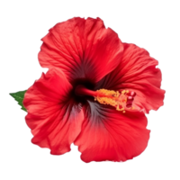 Hibiscus flower isolated. png