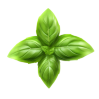 Basil leaf isolated. png