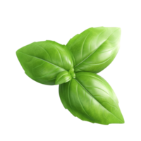 Basil leaf isolated. png