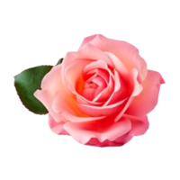 Rose flower isolated. png