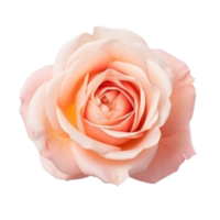 Rosa flor aislado. png