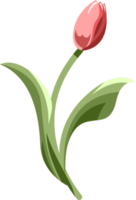 tulipán png gráfico clipart diseño