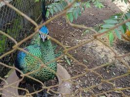 cerca arriba pavo real pájaro en el mini zoo semarang central Java. el foto es adecuado a utilizar para naturaleza animal fondo, zoo póster y publicidad.