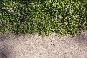 Color photo of a field of clover in grass