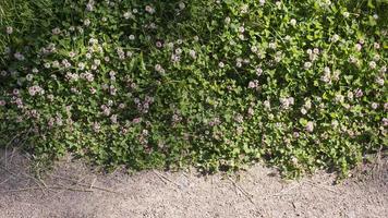 Color photo of a field of clover in grass