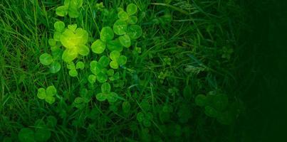 green clover leaves background with some parts in focus photo