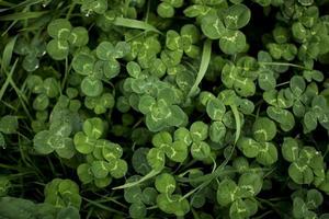 green clover leaves background with some parts in focus photo