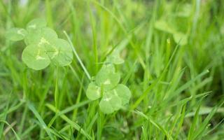 green clover leaves background with some parts in focus photo