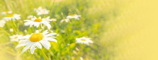 margaritas florecientes al sol sobre un fondo borroso de hierba foto