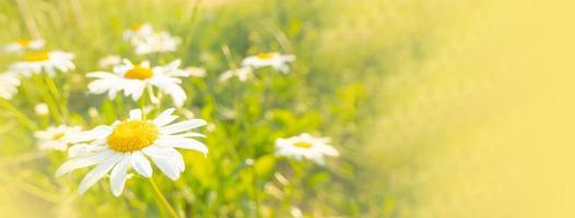 Blooming daisies in the sun on a blurry background of grass photo