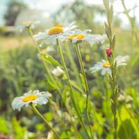 Ladybug on a white camomile on a blurred background. Place for an inscription. Wildlife in the meadow. Copy space. photo