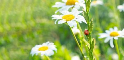 Ladybug on a white camomile on a blurred background. Place for an inscription. Wildlife in the meadow. Copy space. photo